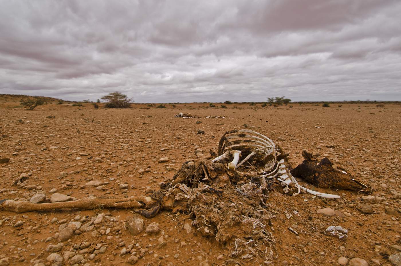Animal &nbsp;carcass in Dolo Ado, Somali Region. Photo: Rikka Tupaz\/UN Migration Agency (IOM) 2017