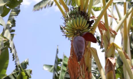 Banana trees complement the lush greenery of the Sasiga district in western Ethiopia. Photo: IOM/Eric Mazango